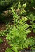 skirwhit ، 'skirwort'